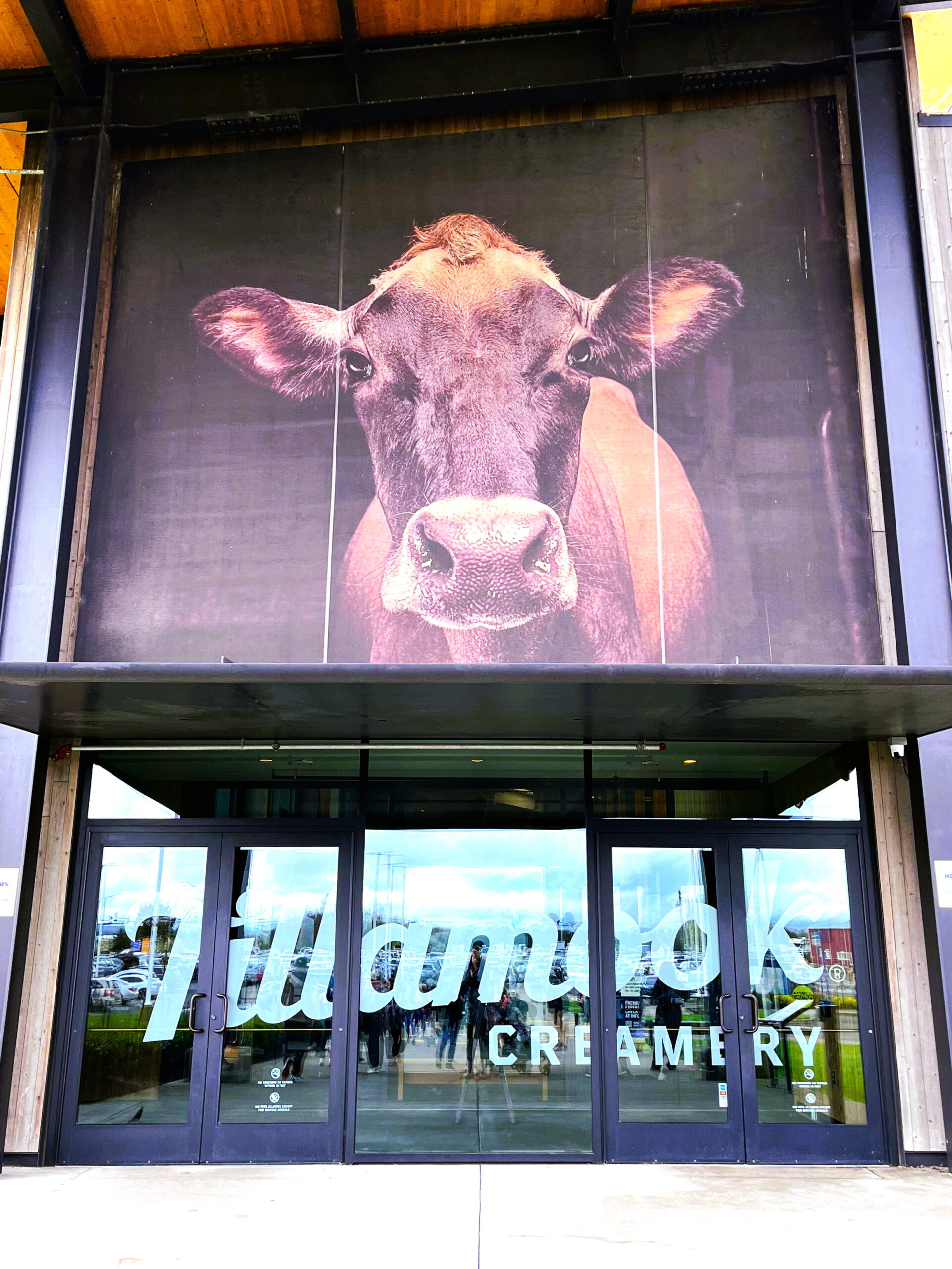 Tillamook Creamery Cow staring down from the front doors.