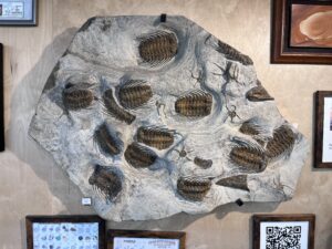 Trilobites